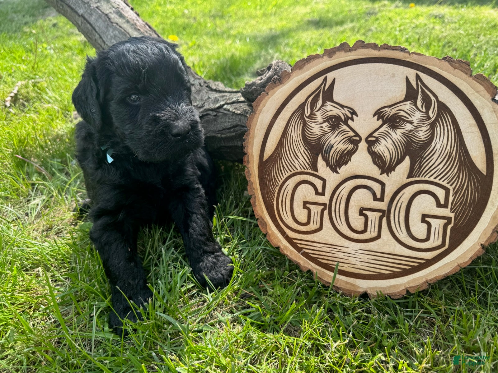 Giant Schnauzer dogs Brick  - Ad 2