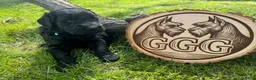 Giant Schnauzer dogs for sale: Brick  - Ad 1