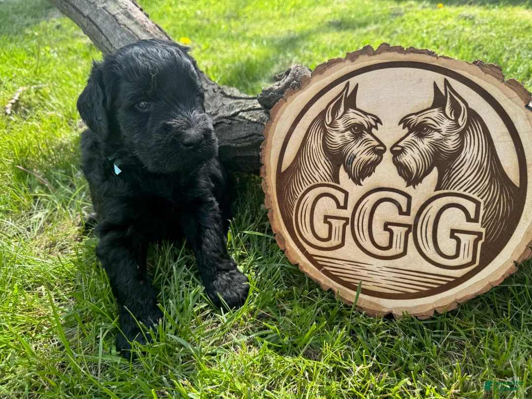 Giant Schnauzer dogs for sale: Brick  - Ad 1