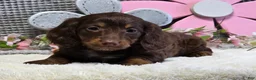 Miniature Dachshund dogs for sale: Erin - Ad 9