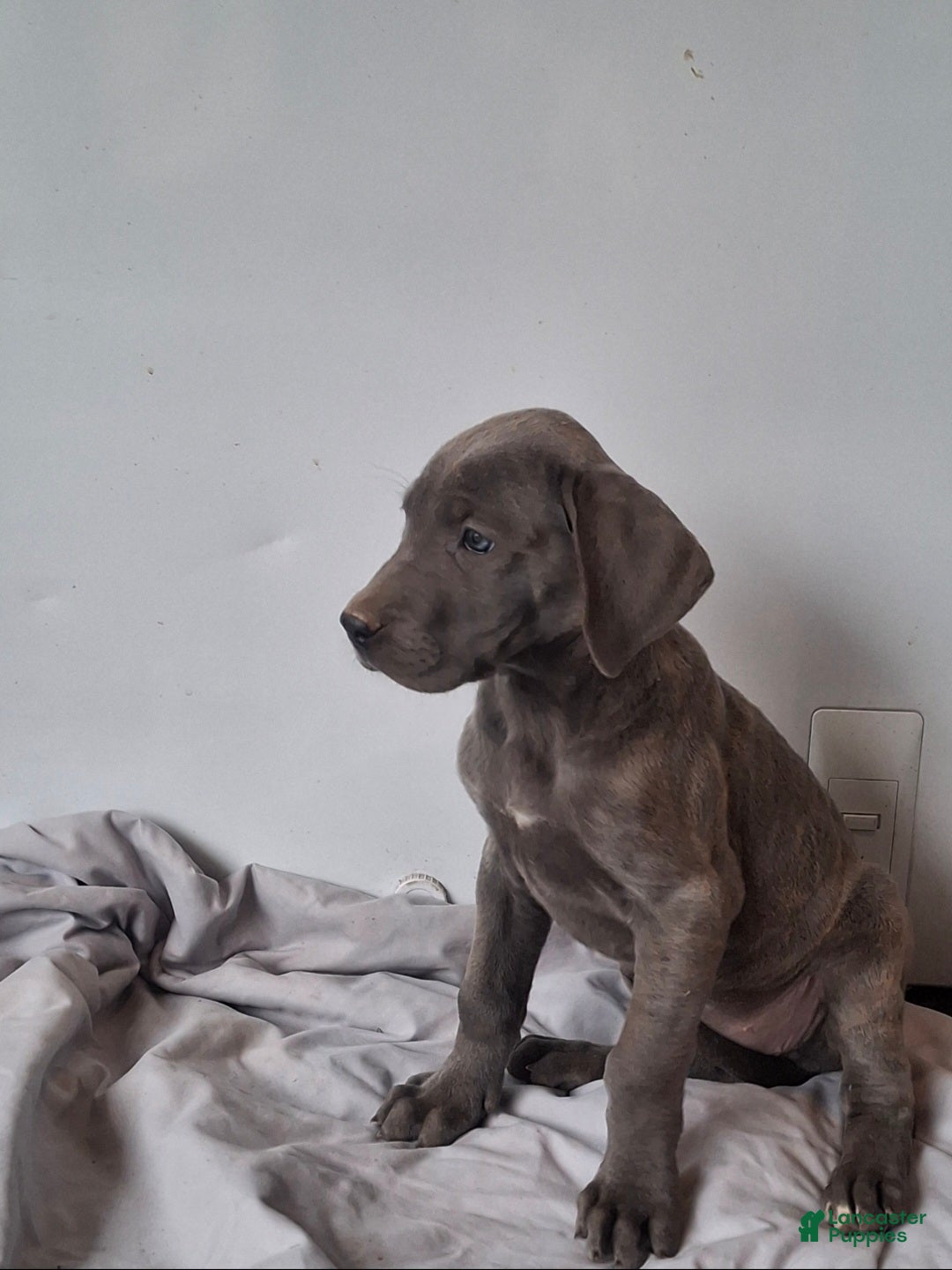Great Dane dogs for sale: Daisy - Ad 2