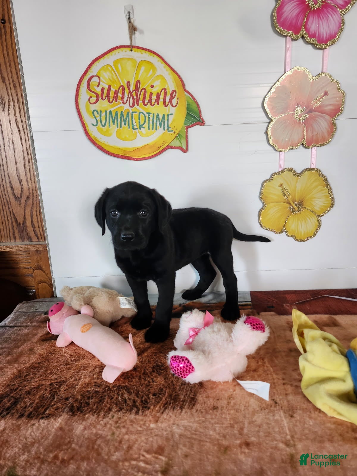 Labrador Retriever dogs Mindy - Ad 1