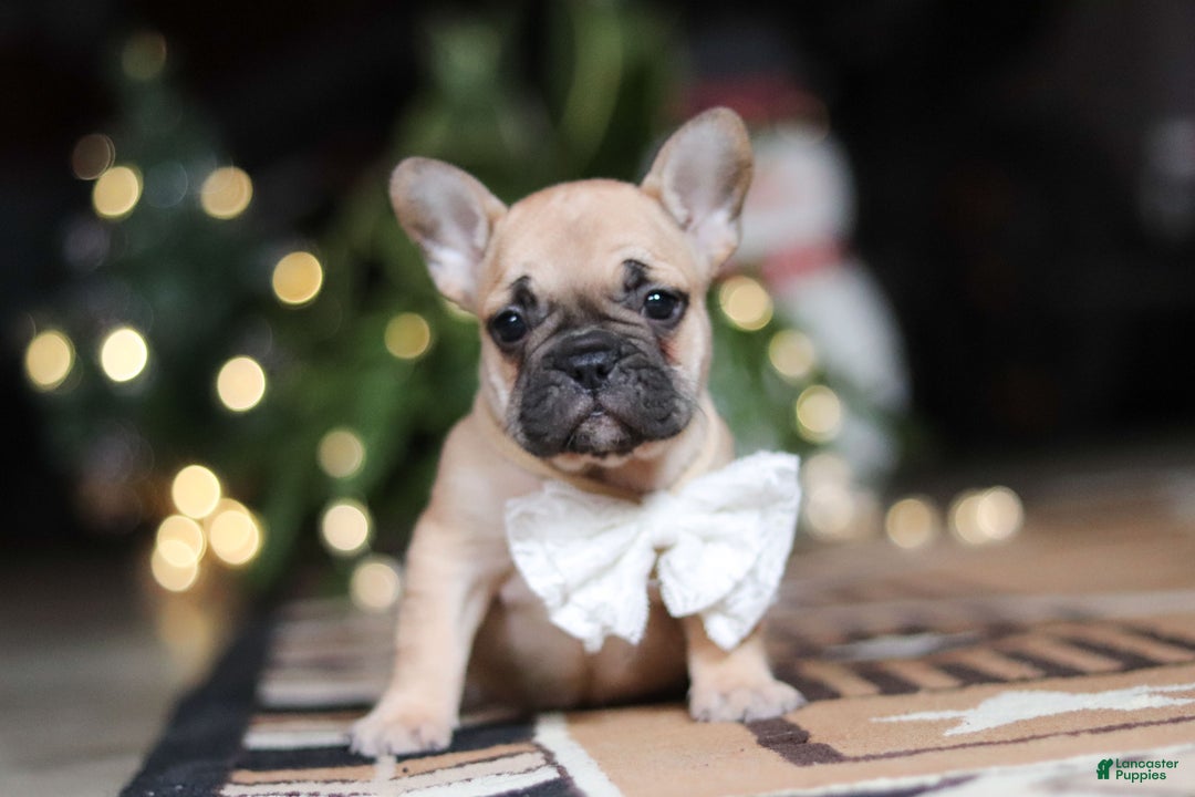 French Bulldog dogs for sale: Ivy - Ad 7