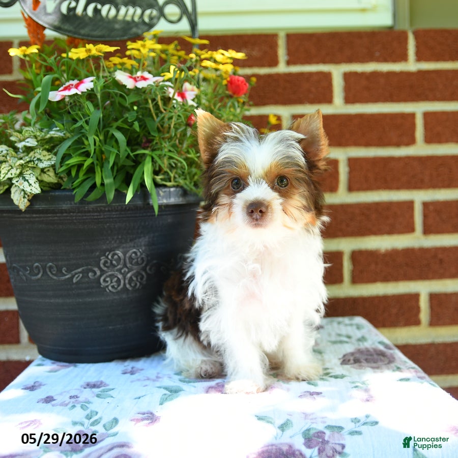 Yorkshire Terrier dogs Winnie - Ad 1