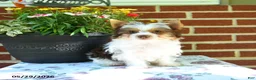 Yorkshire Terrier dogs for sale: Winnie - Ad 1