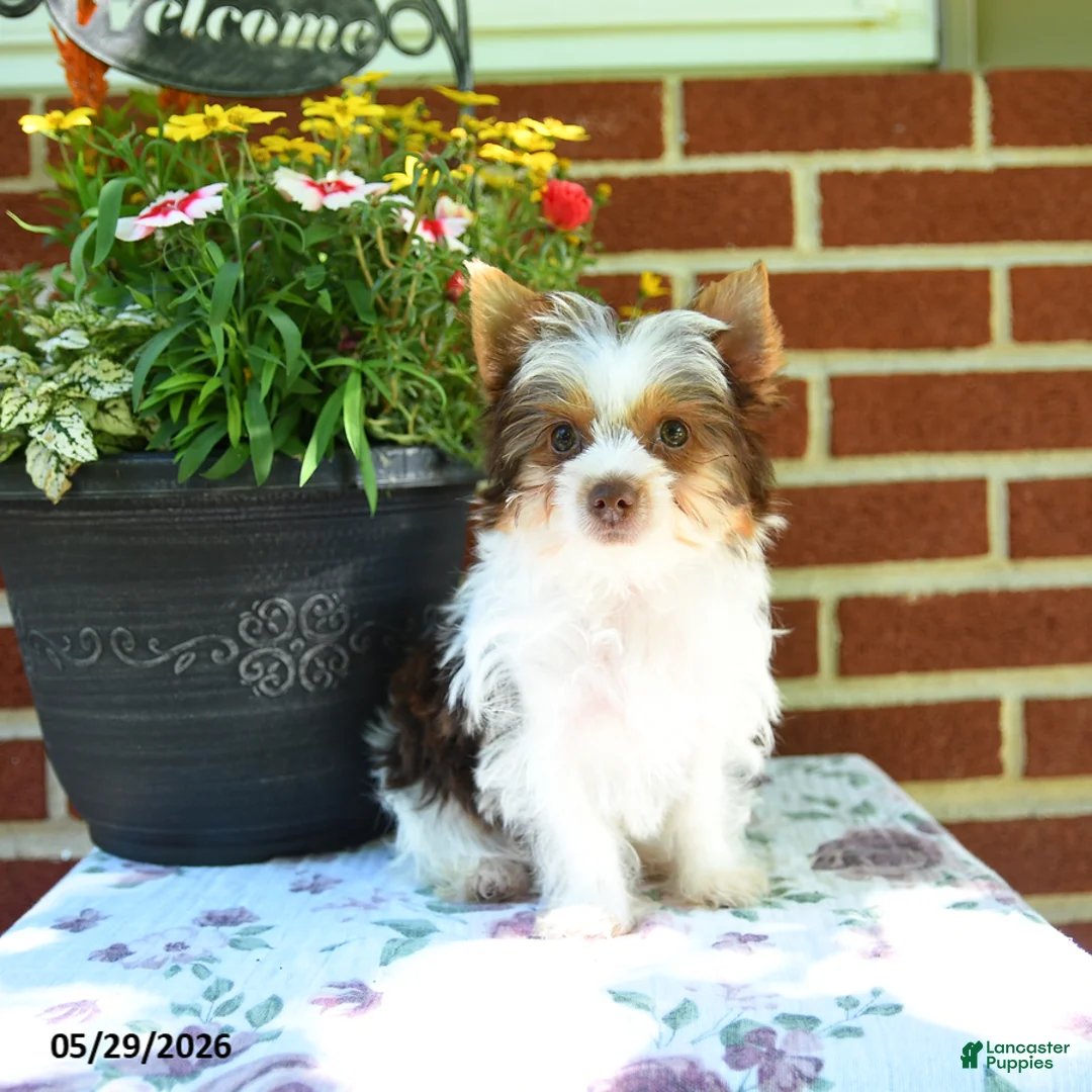 Yorkshire Terrier dogs for sale: Winnie - Ad 1