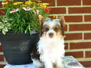Yorkshire Terrier dogs for sale: Winnie - Ad 2