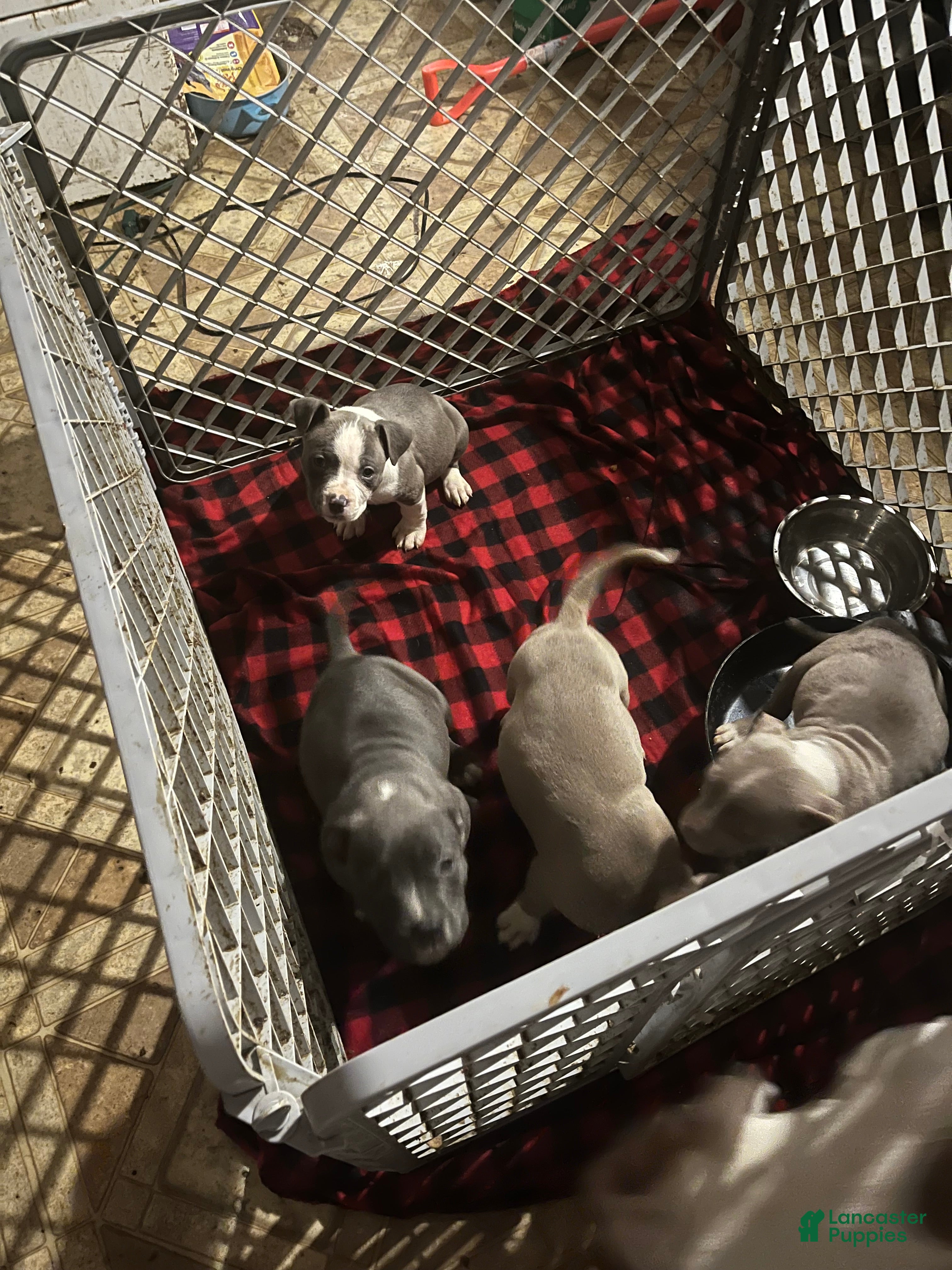 American Pit Bull Terrier dogs American Pit Bull Terrier Puppy 6 - Ad 29