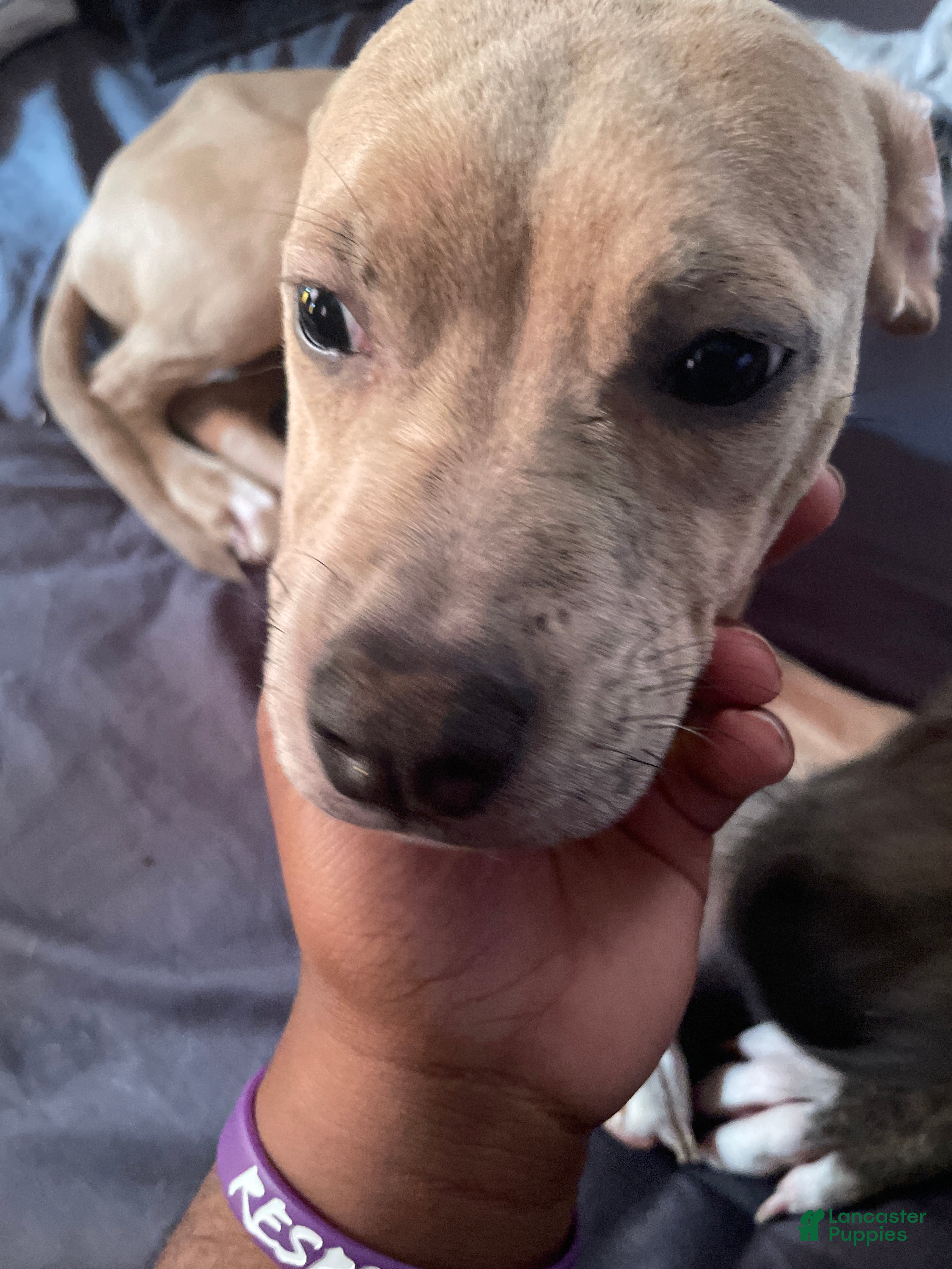 Mixed Breed dogs Jewel - Ad 18