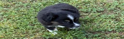 Australian Shepherd dogs for sale: Australian Shepherd Melina - Ad 7