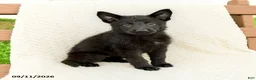 German Shepherd dogs for sale: Birdie - Ad 4