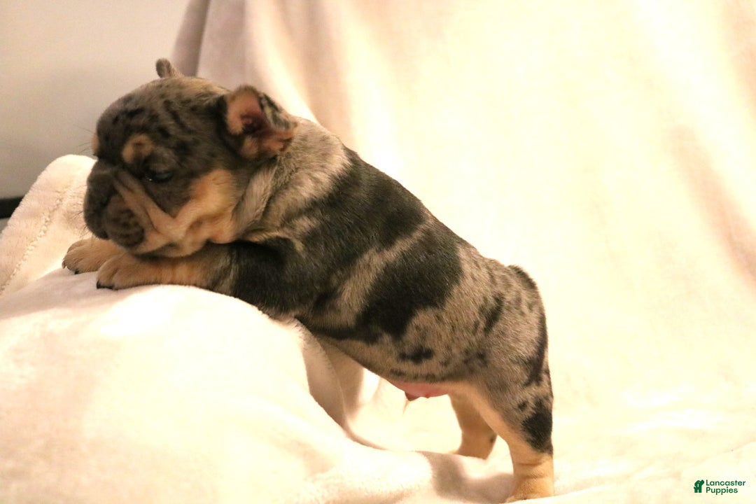 French Bulldog dogs for sale: Bear - Ad 9