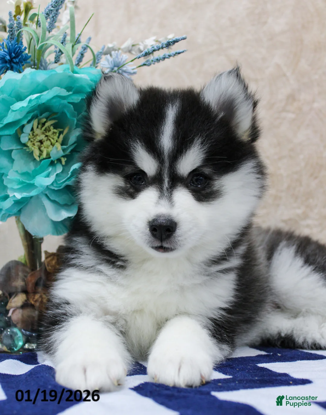 Pomsky dogs for sale: Coral - Ad 5