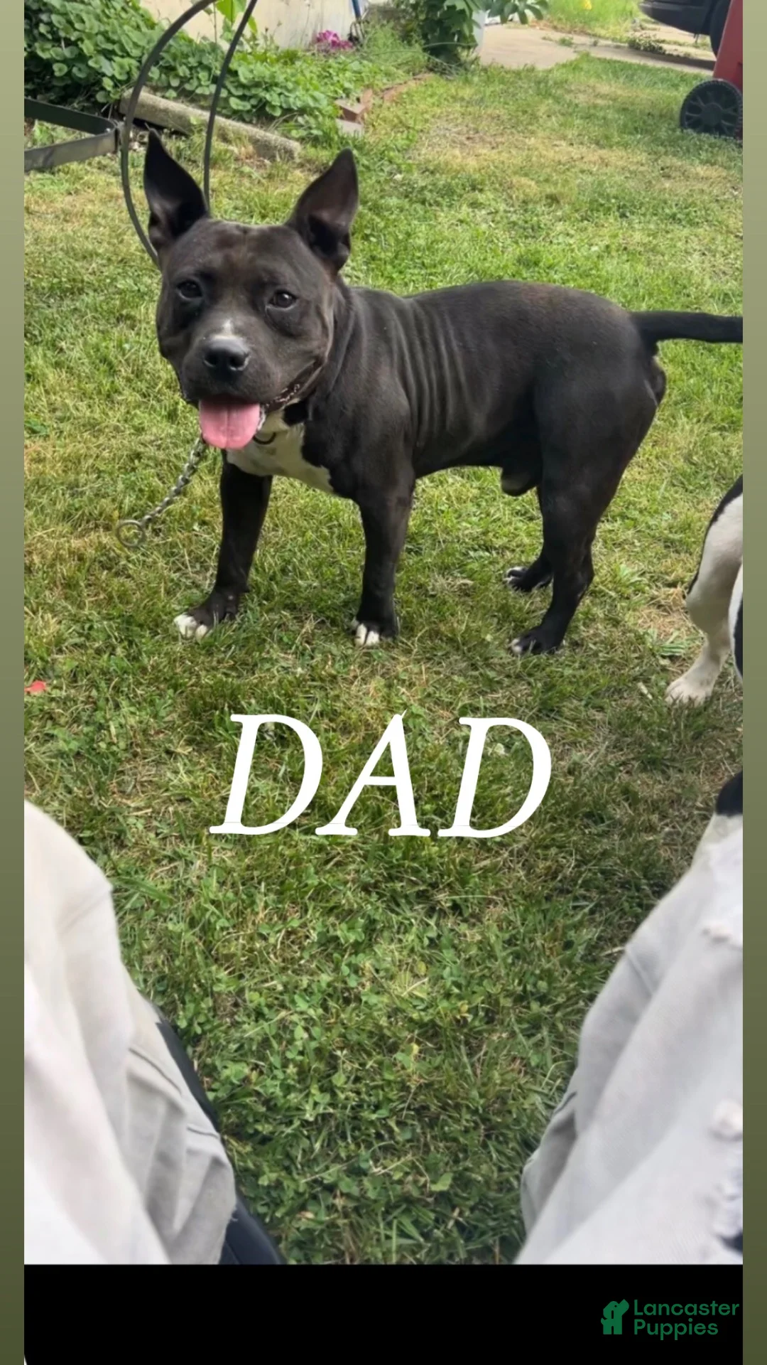 American Bully dogs for sale: Girl 🩷 •Pocket Bully• - Ad 7