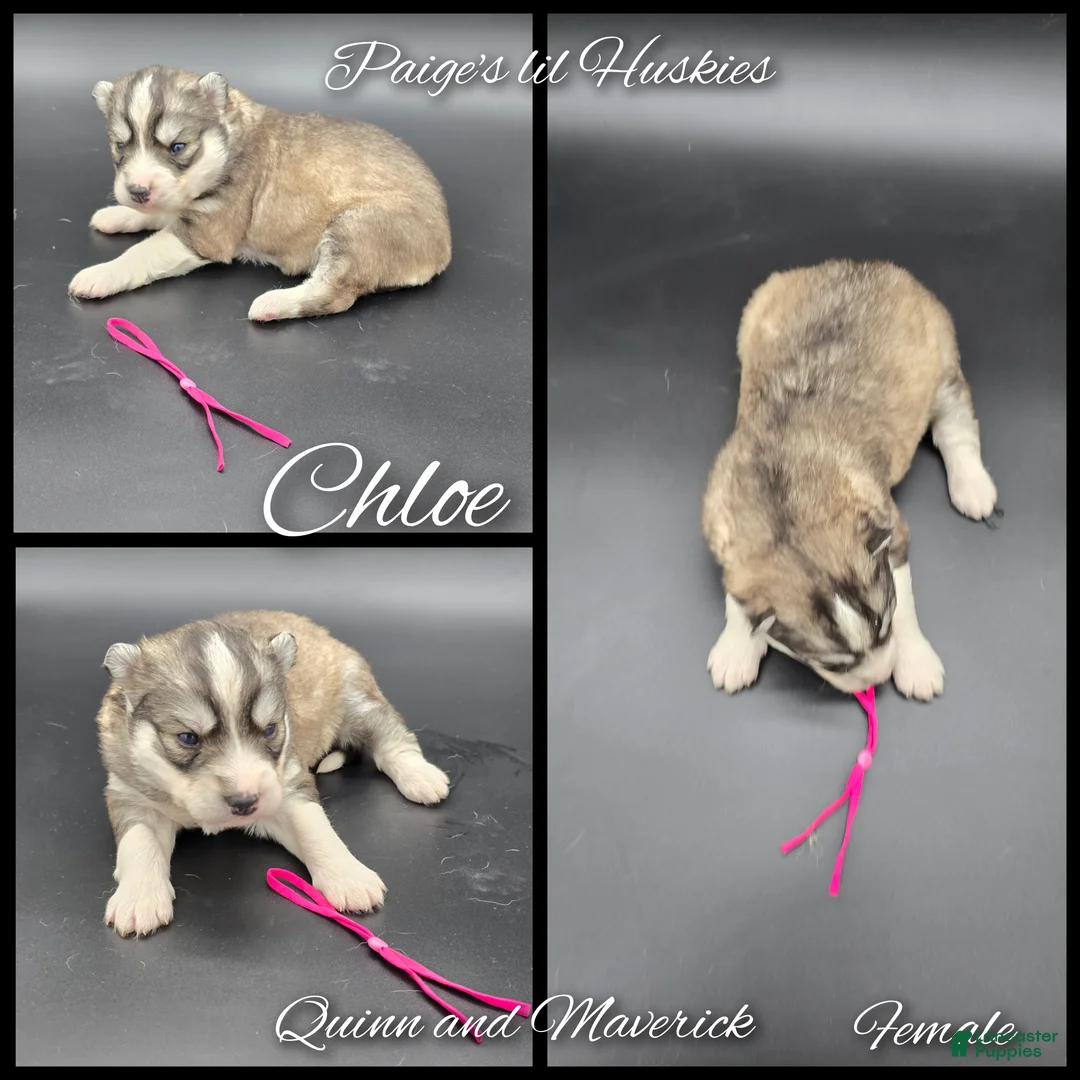 Siberian Husky dogs for sale: Chloe  - Ad 5