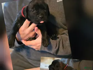 Cane Corso dogs Cane Corso Puppy 1 - Ad 23