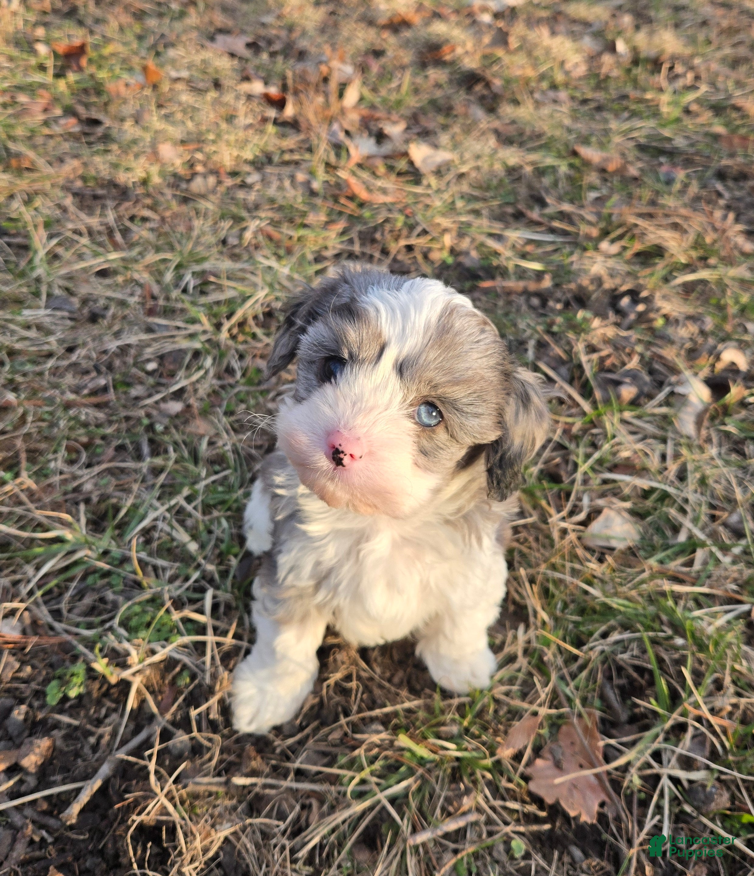 Cavapoo dogs Sven - Ad 2