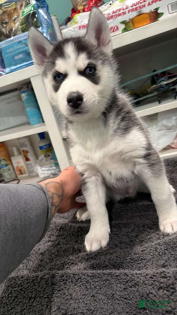 Siberian Husky dogs Siberian Husky Puppy 3 - Ad 11