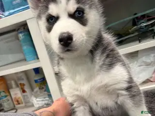 Siberian Husky dogs Siberian Husky Puppy 3 - Ad 11