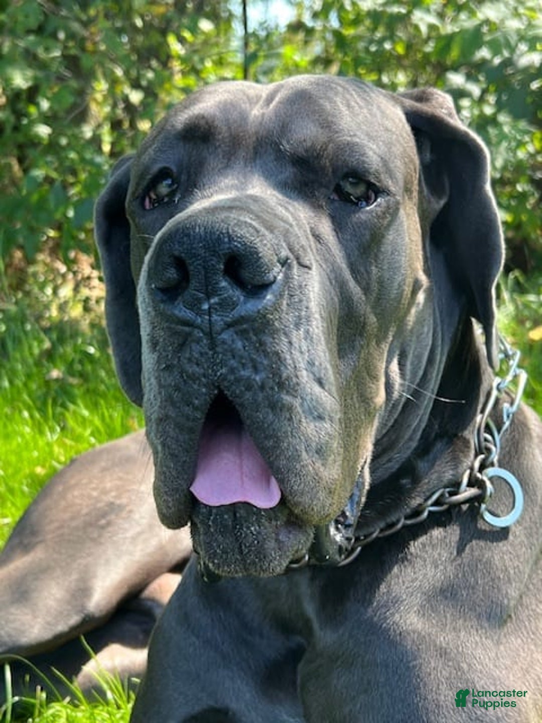 Gallery Image {{count}}