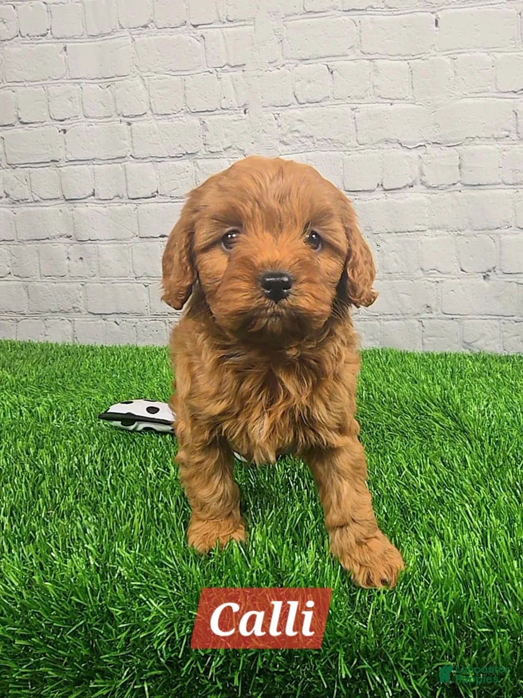 Cavapoo dogs for sale: Calli  - Ad 6