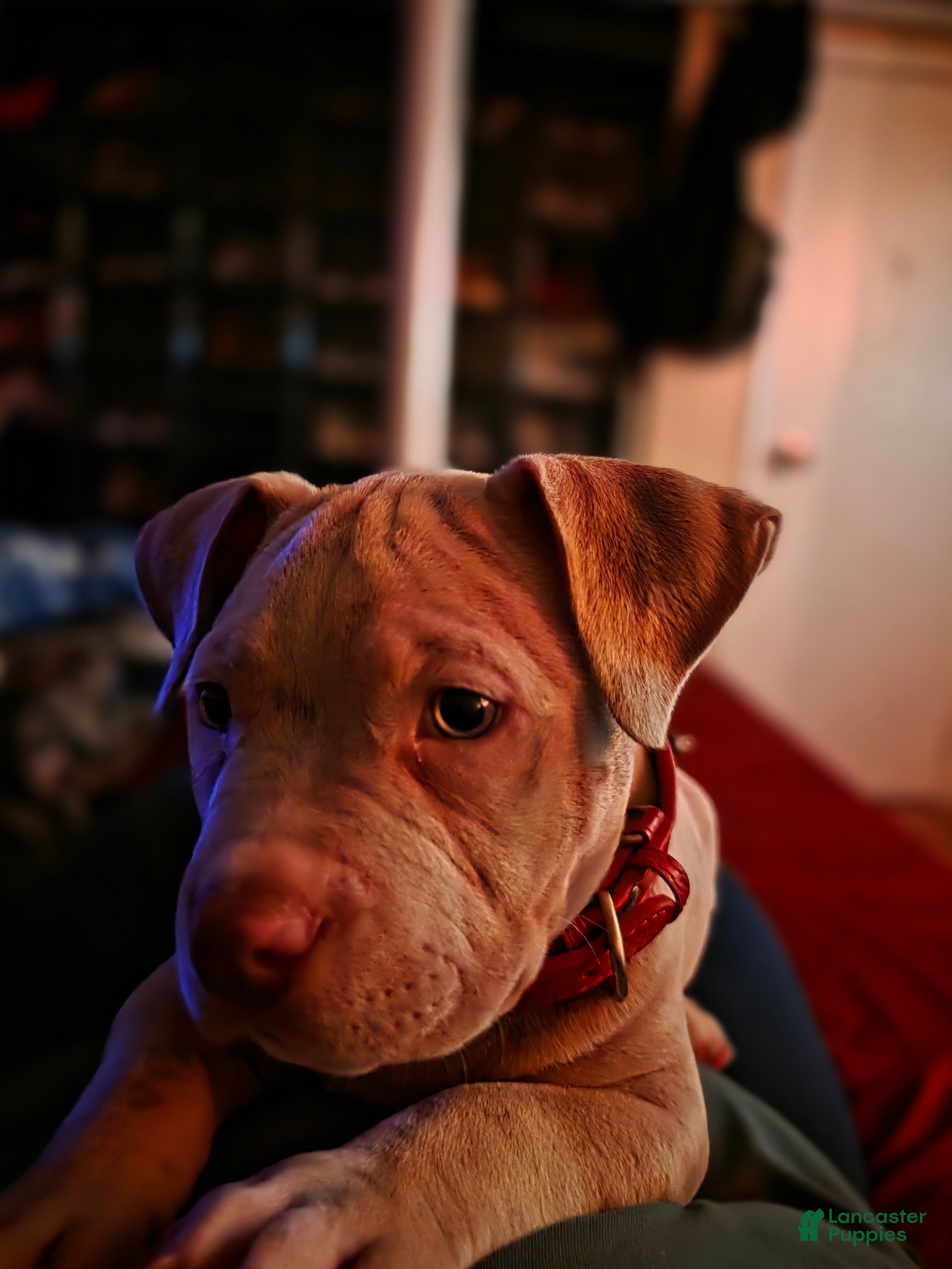 American Bully dogs American Bully 1 - Ad 2