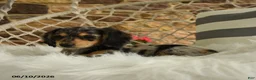 Dachshund dogs for sale: Juliet - Ad 5