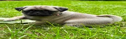 Pug dogs for sale: Nicky - Ad 3