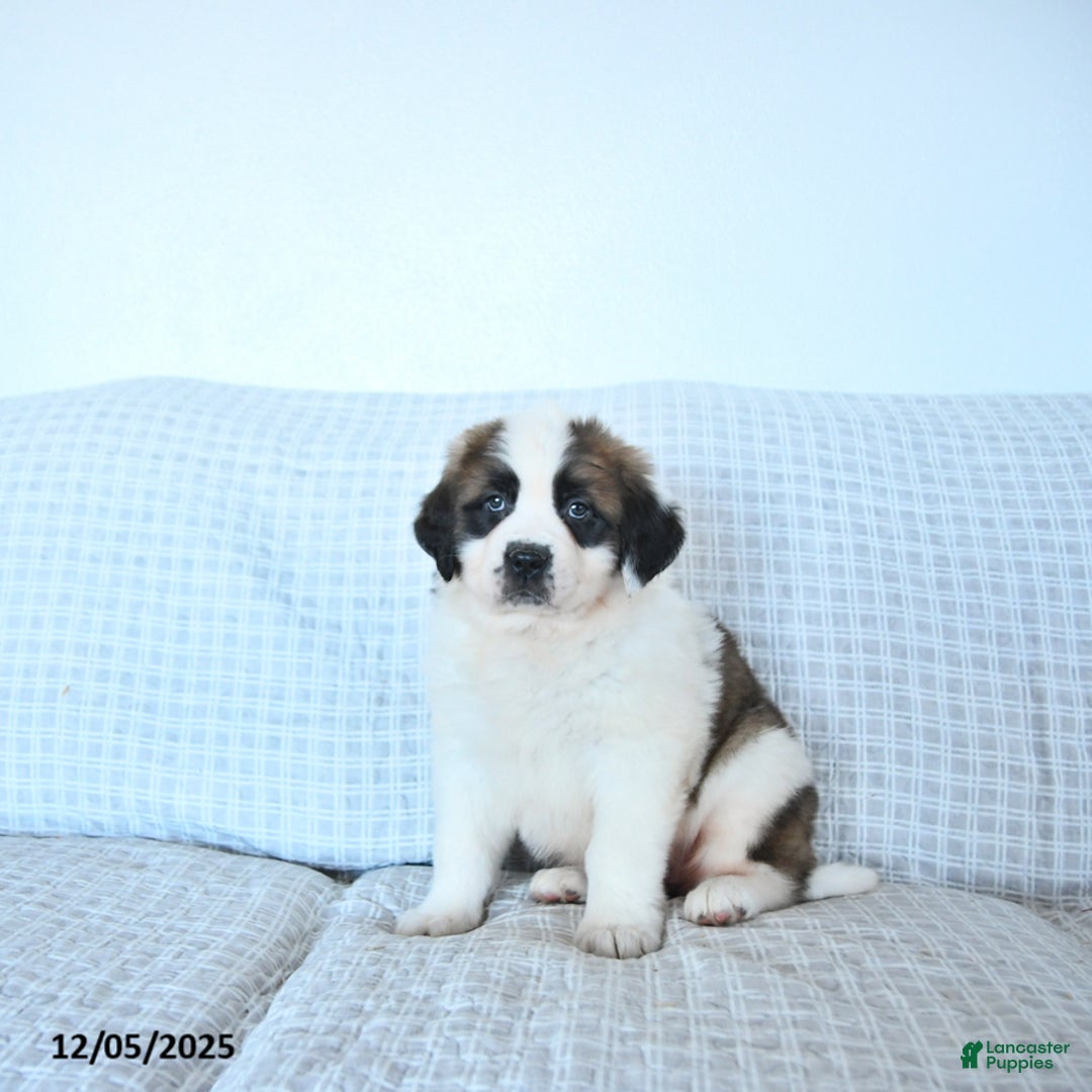 Saint Bernard dogs for sale: Noelle - Ad 5