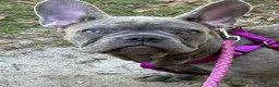 French Bulldog dogs for sale: Sadie  - Ad 4