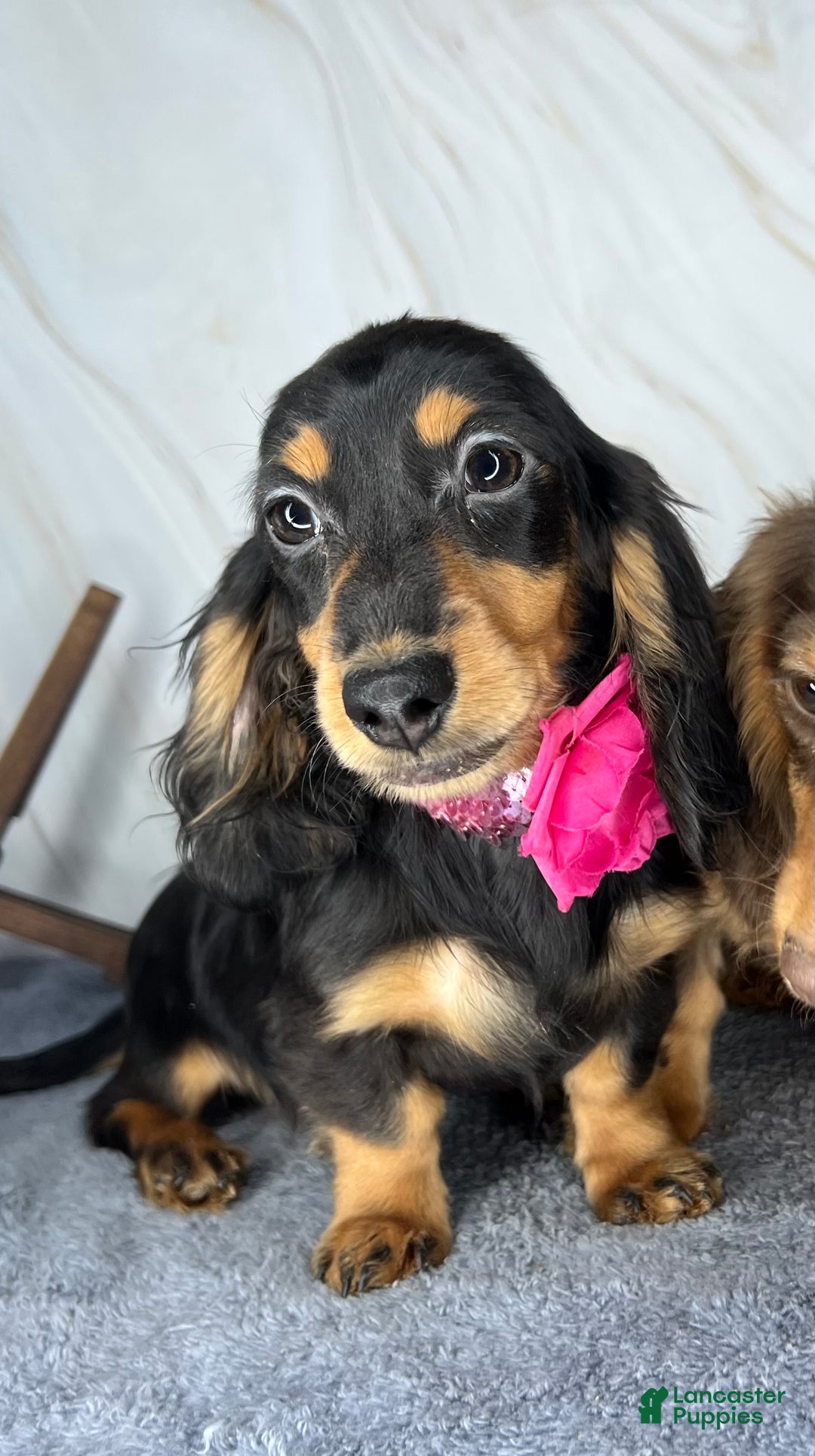 Miniature Dachshund dogs for sale: Ch imports - Ad 2
