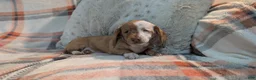 Miniature Dachshund dogs for sale: Honey  - Ad 1