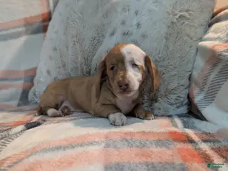 Miniature Dachshund dogs Honey - Ad 41