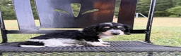 Dachshund dogs for sale: Star - Ad 2