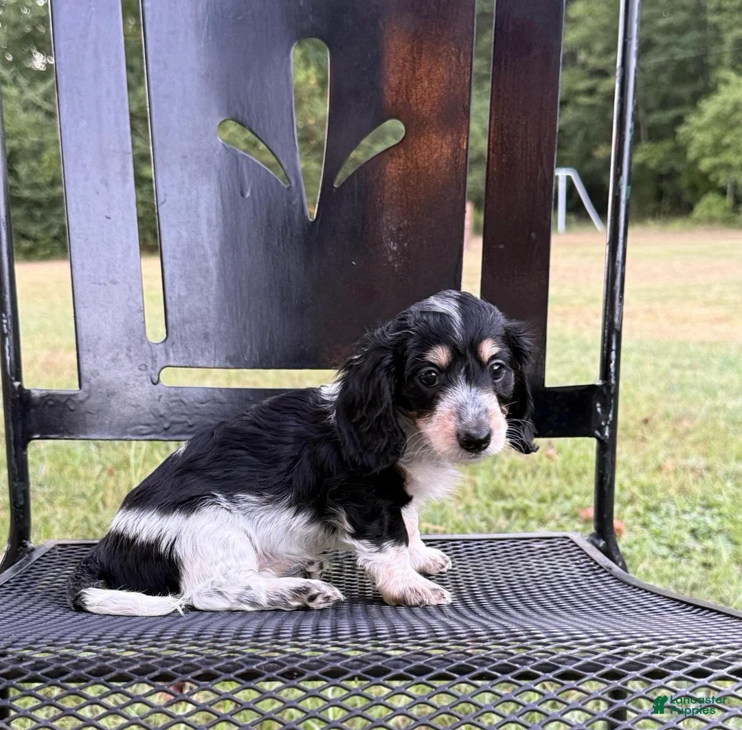Dachshund dogs for sale: Star - Ad 2