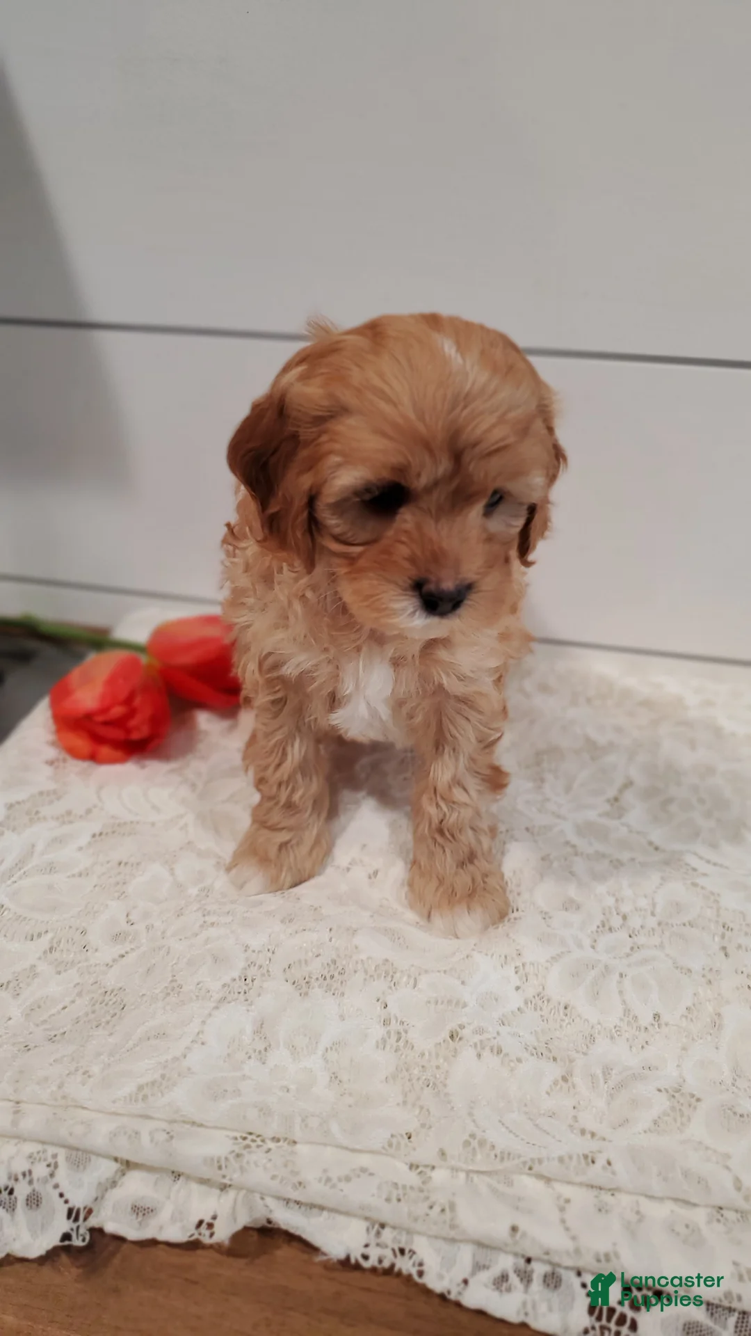 Cavapoo dogs for sale: Sparky - Ad 2