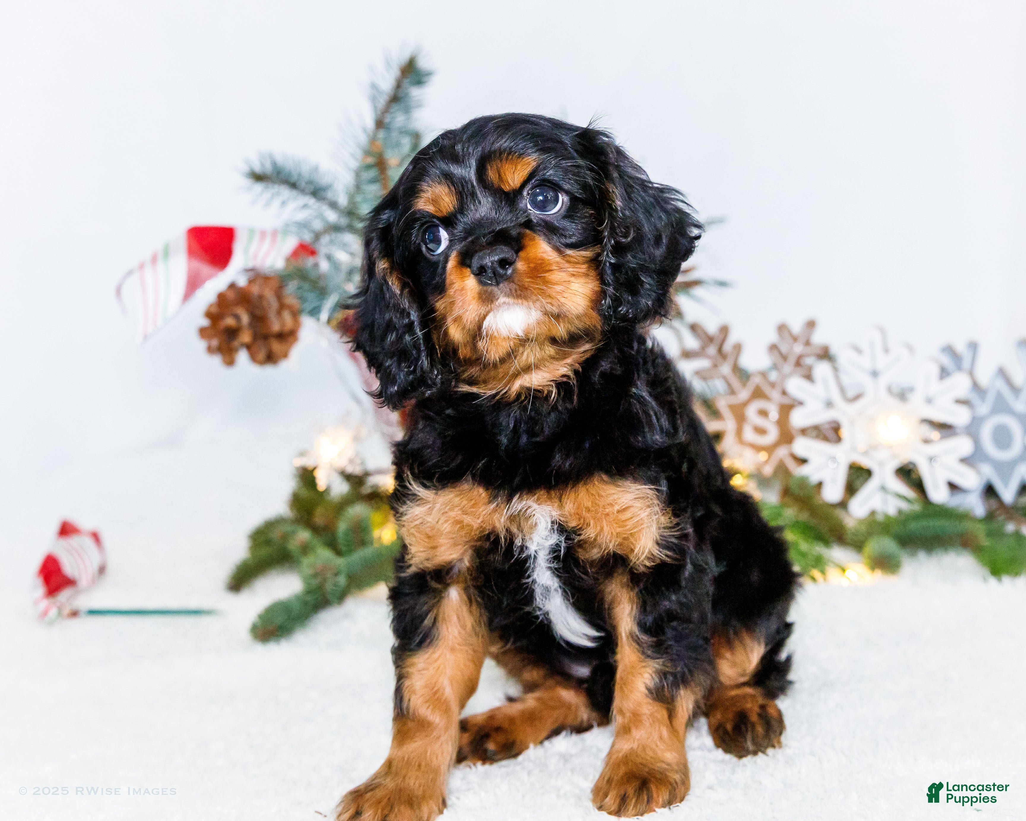 Cavalier King Charles Spaniel dogs Cocoa - Ad 28