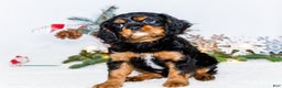 Cavalier King Charles Spaniel dogs for sale: Cocoa - Ad 6