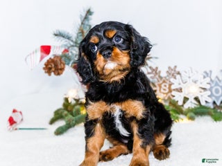 Cavalier King Charles Spaniel dogs Cocoa - Ad 28
