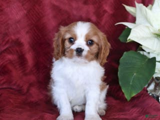 Cavalier King Charles Spaniel dogs for sale: Alex - Ad 1