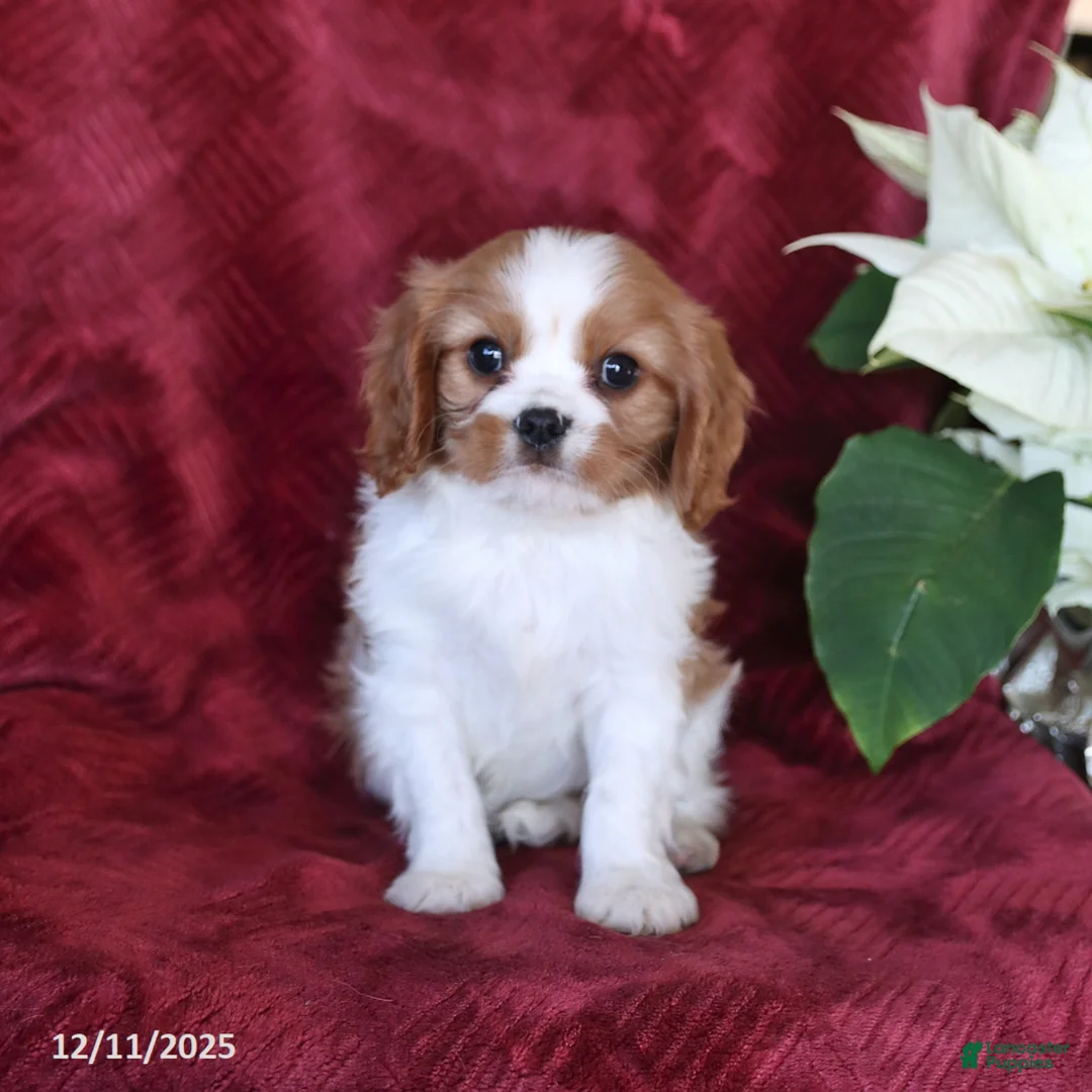 Cavalier King Charles Spaniel dogs for sale: Alex - Ad 1