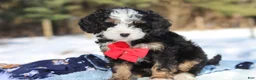Mini Bernedoodle dogs for sale: Liam - Ad 8