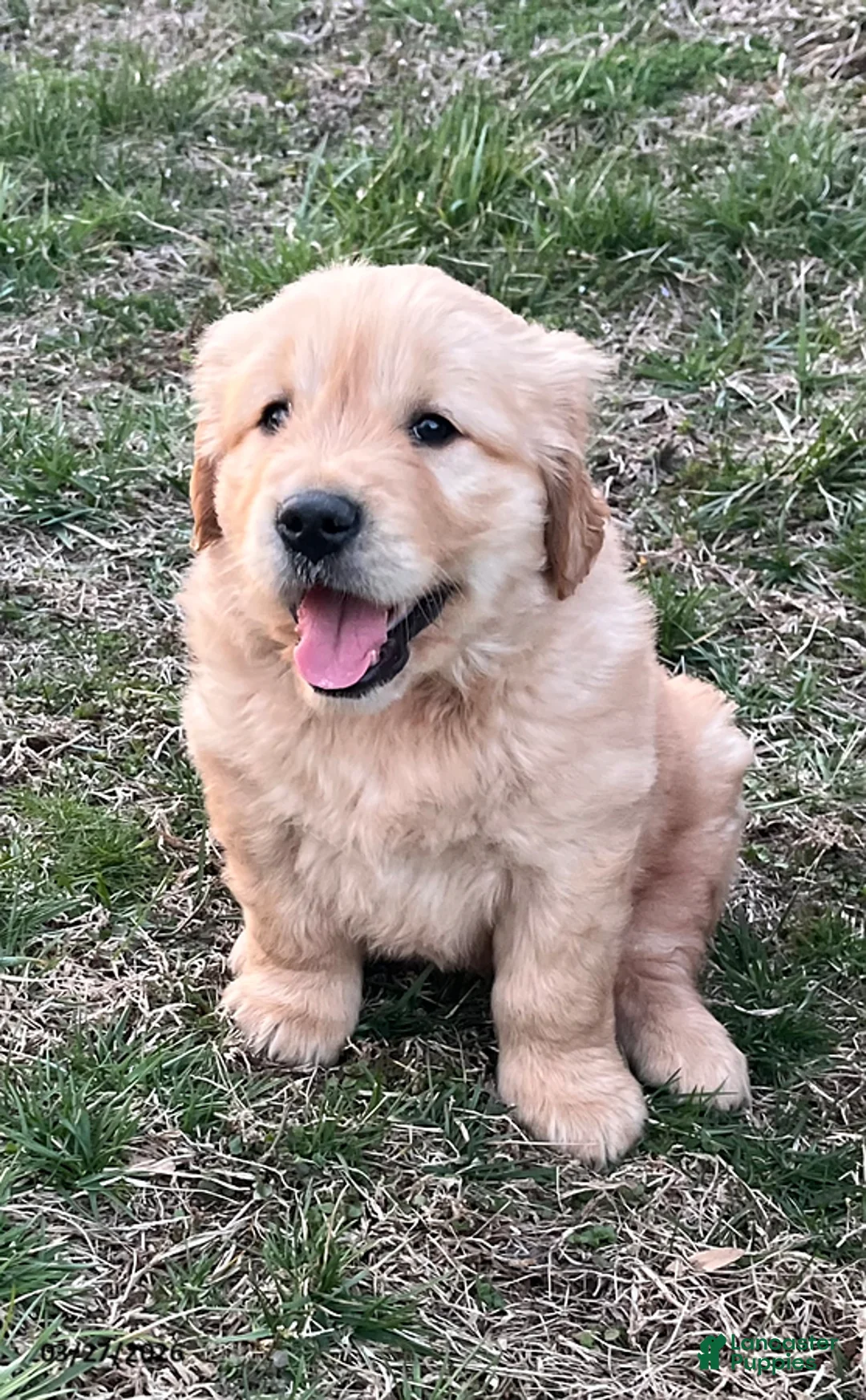 Golden Retriever dogs for sale: Buddy - Ad 1