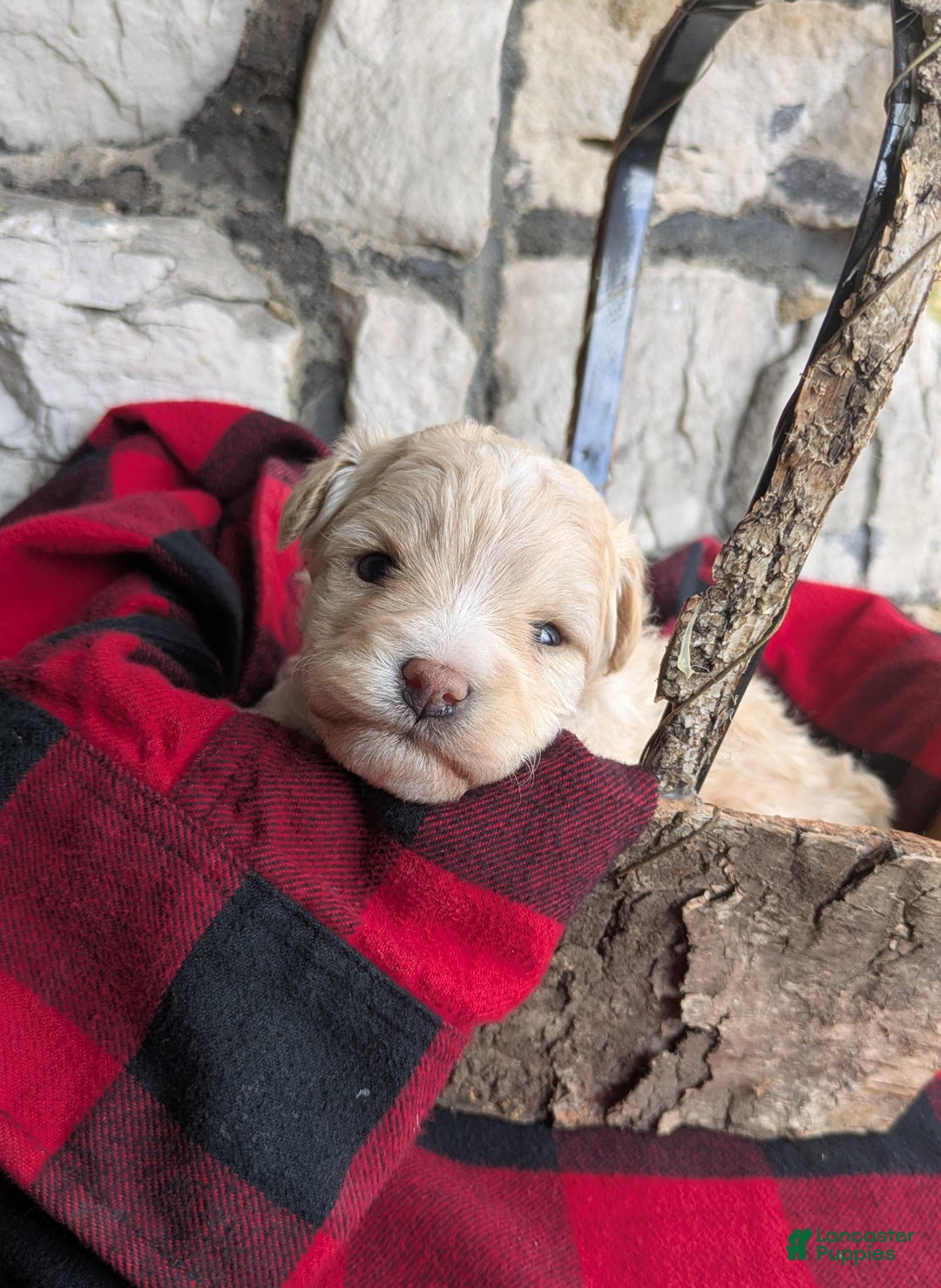 Mini Bernedoodle dogs for sale: Mini Bernedoodle Puppy 1 - Ad 6