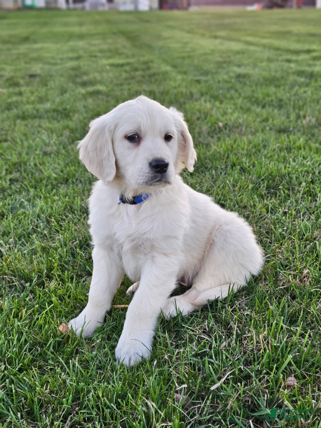 Golden Retriever dogs for sale: Bo - Ad 1