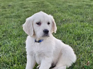 Golden Retriever dogs Bo - Ad 21