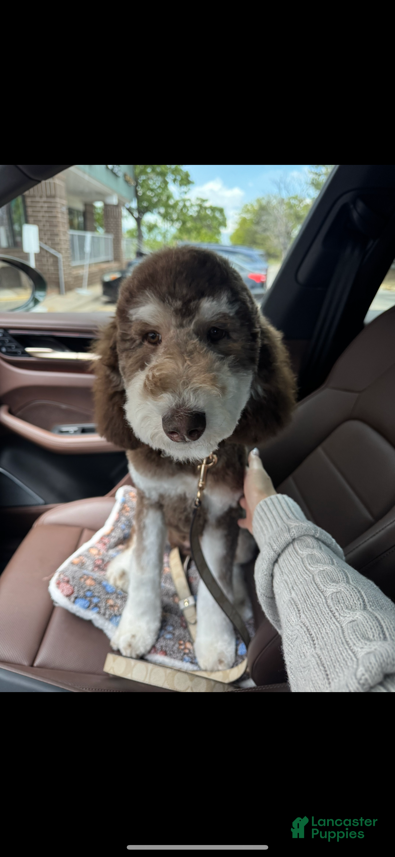 Standard Poodle dogs Standard Poodle Puppy 1 - Ad 1