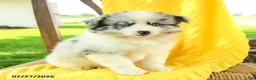 Pomsky dogs for sale: Remi  - Ad 4