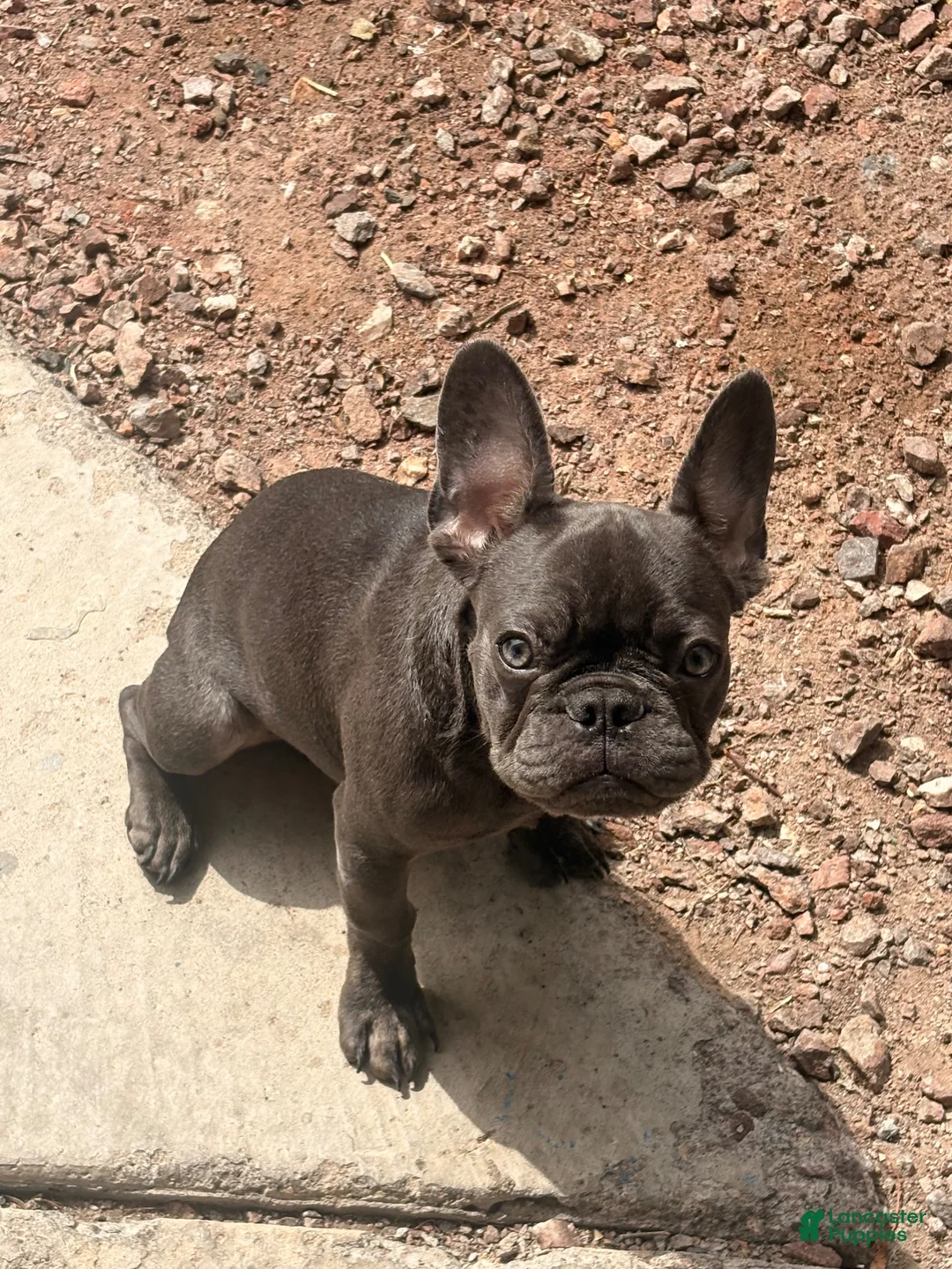 French Bulldog dogs for sale: French Bulldog 1 - Ad 2
