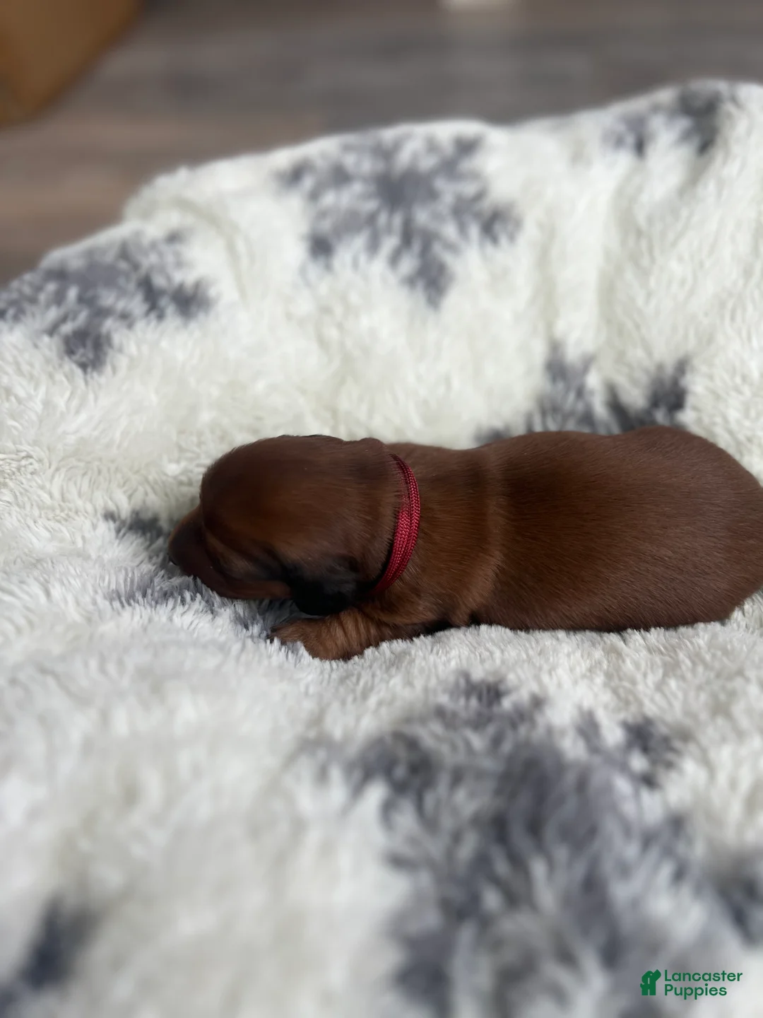 Miniature Dachshund dogs for sale: Cookie - Ad 8